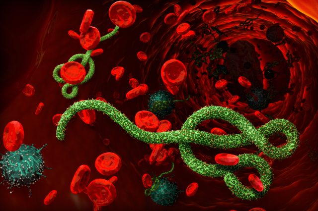 El ébola, un virus de alta mortalidad