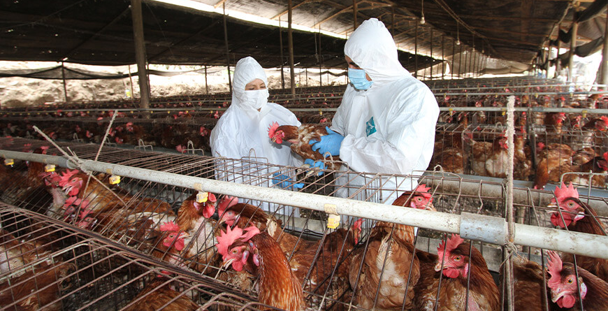 Perú fuera de la Influenza Aviar en aves de corral