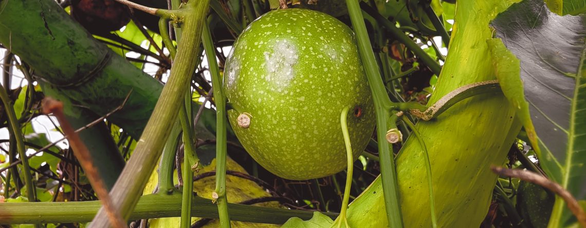 Exportación de maracuyá y sus derivados alcanzaría US$ 84 millones este 2026