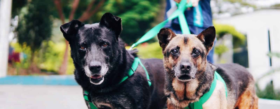 Día Mundial del Perro: una fecha para promover la adopción y reconocer sus beneficios para la salud