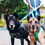 Día Mundial del Perro: una fecha para promover la adopción y reconocer sus beneficios para la salud