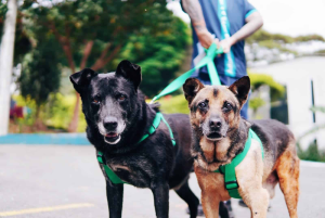 Día Mundial del Perro: una fecha para promover la adopción y reconocer sus beneficios para la salud
