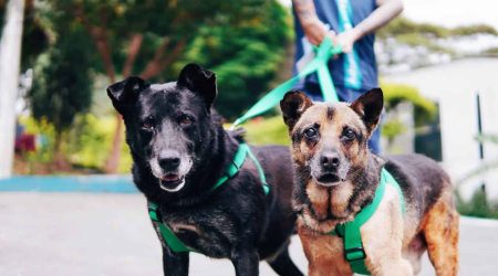 Día Mundial del Perro: una fecha para promover la adopción y reconocer sus beneficios para la salud