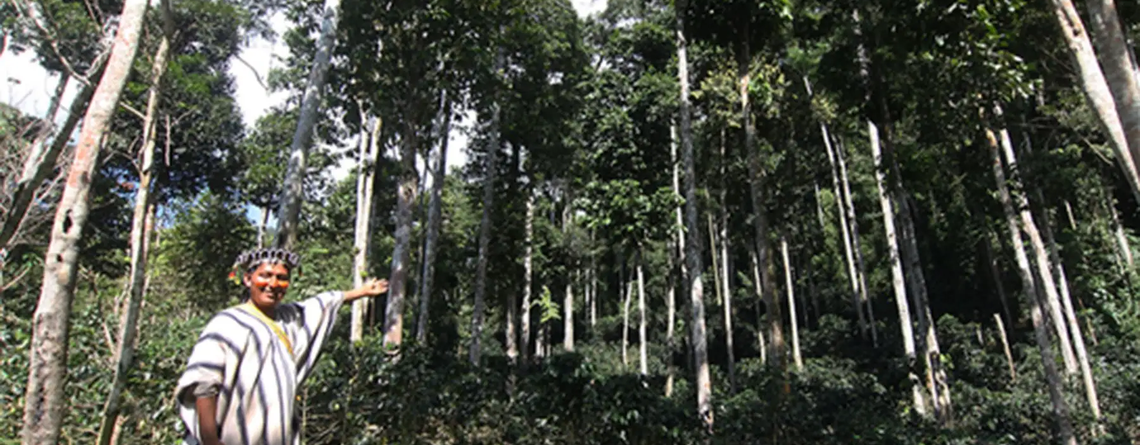 Día del Árbol: especies emblemáticas y patrimoniales resaltan el valor de los bosques en el Perú