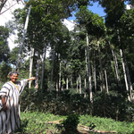 Día del Árbol: especies emblemáticas y patrimoniales resaltan el valor de los bosques en el Perú