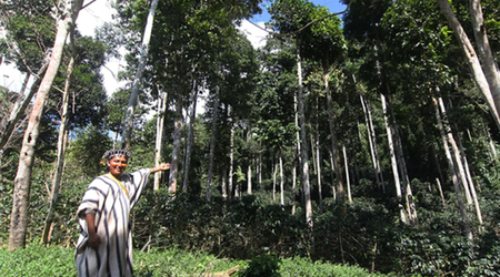 Día del Árbol: especies emblemáticas y patrimoniales resaltan el valor de los bosques en el Perú