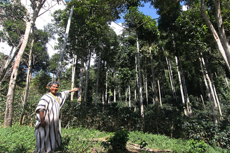 Día del Árbol: especies emblemáticas y patrimoniales resaltan el valor de los bosques en el Perú