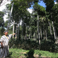 Día del Árbol: especies emblemáticas y patrimoniales resaltan el valor de los bosques en el Perú