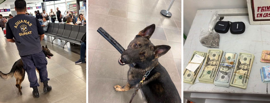 ¡Arny lo olfateó! Perro de Aduanas detecta más de US$12 mil que pasajero llevaba sin declarar en Tumbes