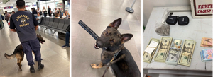 ¡Arny lo olfateó! Perro de Aduanas detecta más de US$12 mil que pasajero llevaba sin declarar en Tumbes