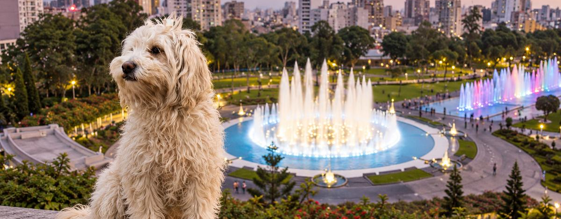 Chaku Andino, perro peruano reconocido internacionalmente, será presentado este domingo en Lima