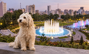 Chaku Andino, perro peruano reconocido internacionalmente, será presentado este domingo en Lima