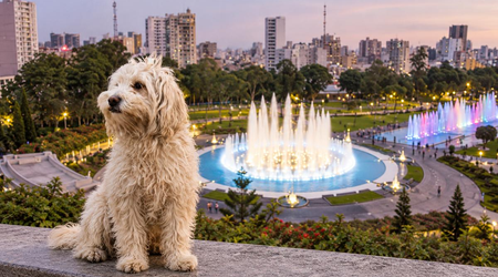 Chaku Andino, perro peruano reconocido internacionalmente, será presentado este domingo en Lima